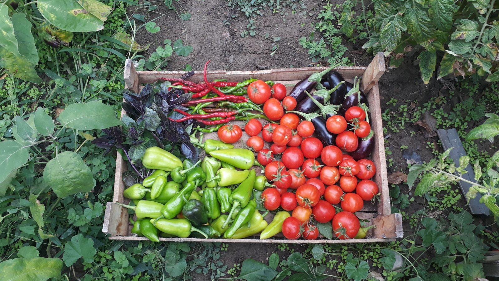 Caixote de madeira apoiado na terra de uma horta, visto de cima, cheio de tomates vermelhos, pimentões verdes, berinjelas roxas, pimentas vermelhas compridas e um maço de manjericão roxo, com pés de tomate e folhas largas em volta.