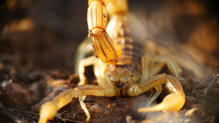 Escorpião amarelo fotografado bem de perto sobre terra seca, com as duas pinças abertas para a frente, a cauda erguida acima do corpo e o fundo desfocado em tons de marrom.
