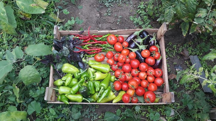 Caixote de madeira na terra de uma horta, visto de cima, cheio de tomates vermelhos, pimentões verdes, berinjelas roxas e um maço de manjericão roxo.