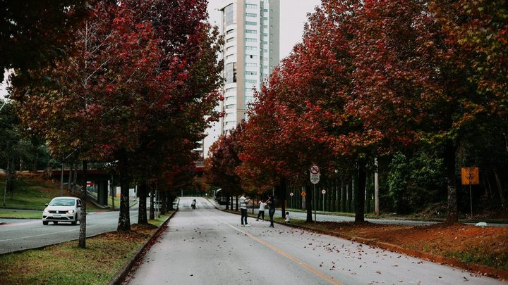 Avenida de duas pistas ladeada por fileiras de árvores de folhas avermelhadas, com um carro branco na pista da esquerda, um prédio alto ao fundo e folhas caídas sobre o asfalto molhado.