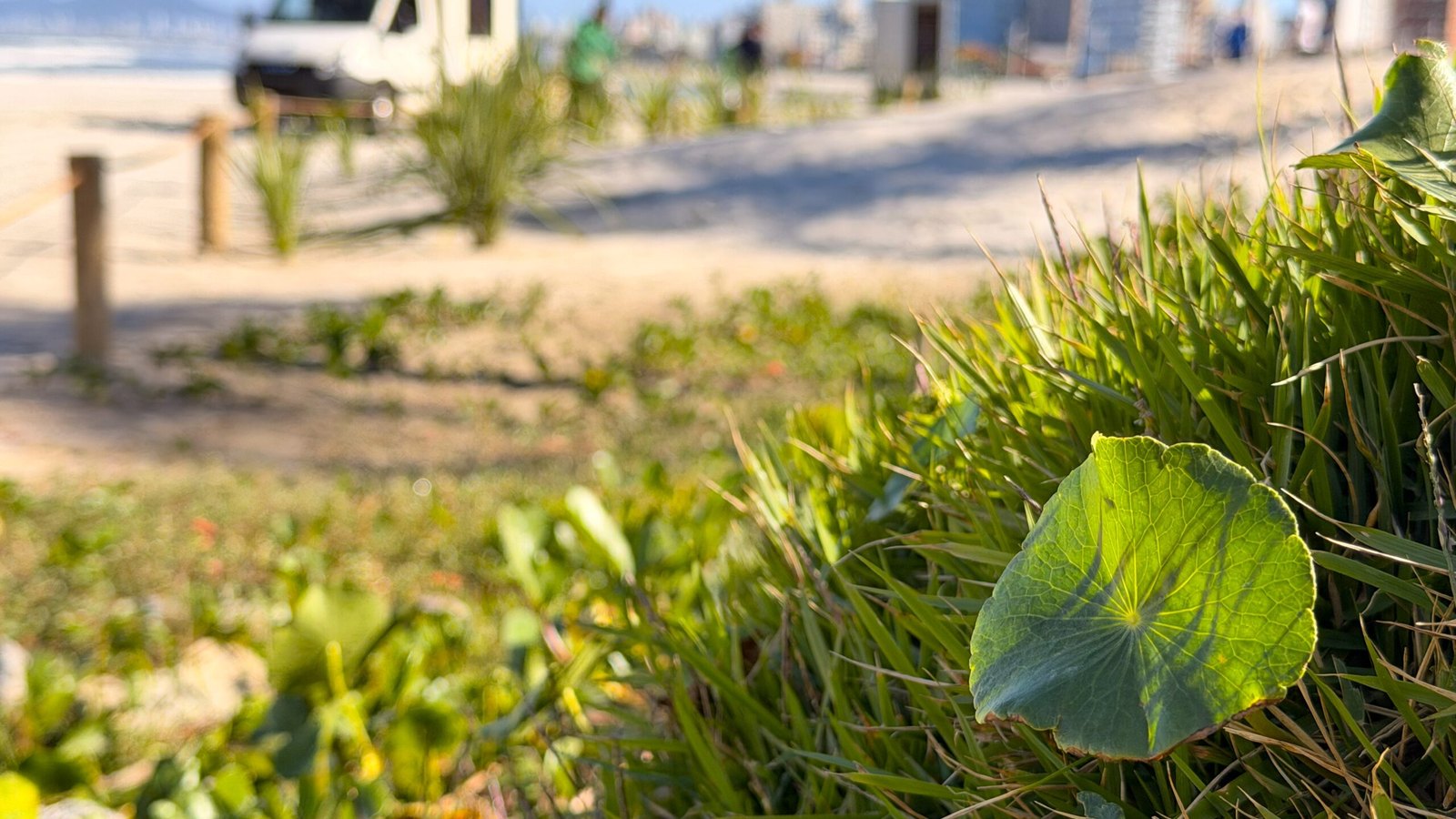Vegetação de restinga plantada em primeiro plano na borda da faixa de areia, com folhas largas e touceiras de capim ao sol, e ao fundo desfocado a areia clara da praia, uma caminhonete branca de serviço, o mar à esquerda e prédios altos à direita.