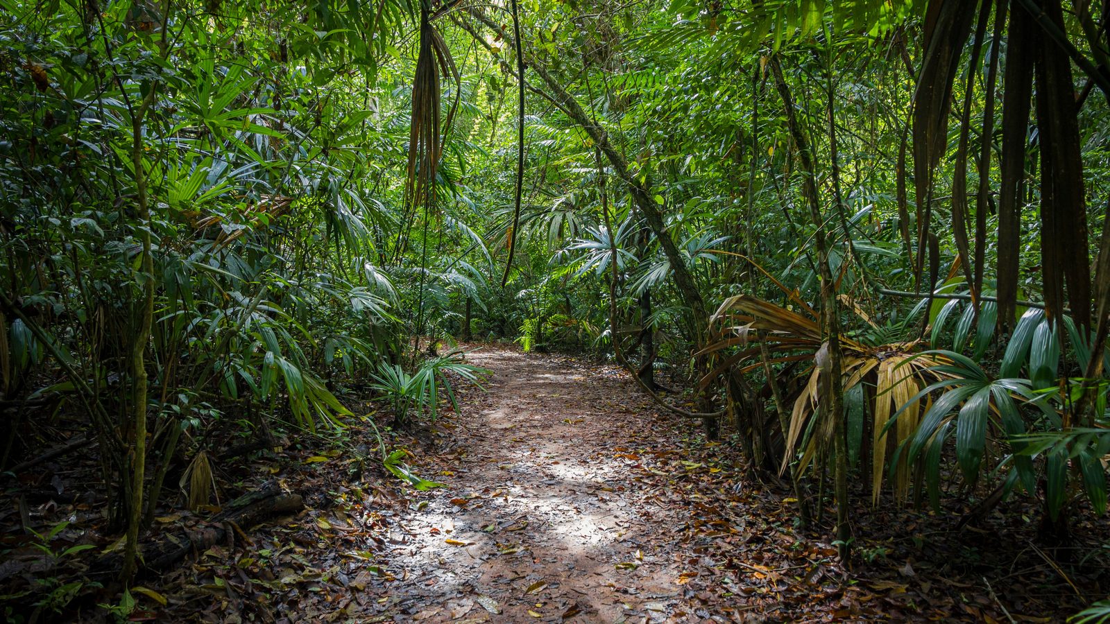 Trilha de terra batida coberta de folhas secas entrando por dentro de mata fechada, com palmeiras, samambaias e vegetação verde dos dois lados e a luz do sol coada pelas copas.